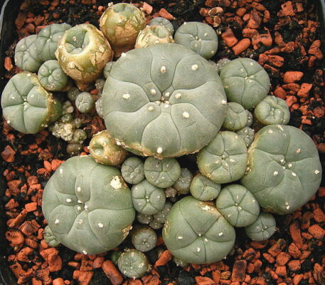 peyote cactus sale
