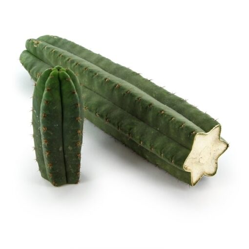 San Pedro cactus For Sale