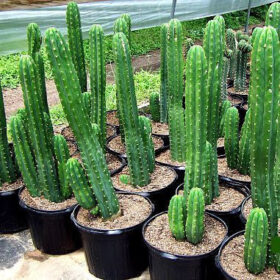 San Pedro Cactus Trichocereus