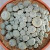 Peyote Button Seeds