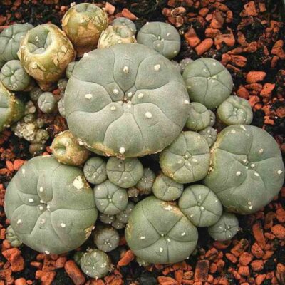 lophophora williamsii seeds