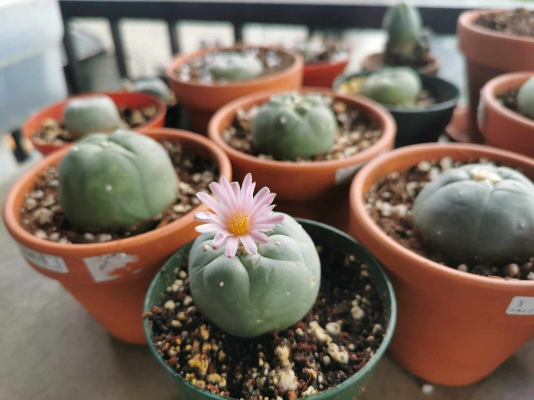 Williamsii Lophophora